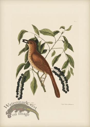 028 Fox Coloured Thrush